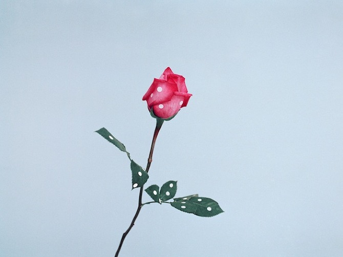 World by Ina Jang in THISISPAPER MAGAZINE 06 Ina Jang a rose 2009 World by Ina Jang in THISISPAPER MAGAZINE